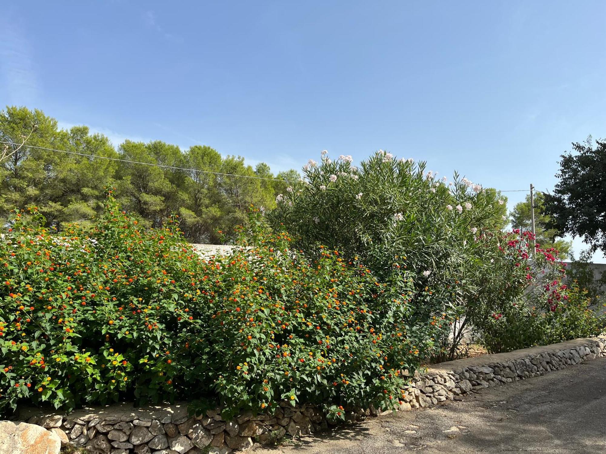 Casette Masseria La Camardia سافا المظهر الخارجي الصورة